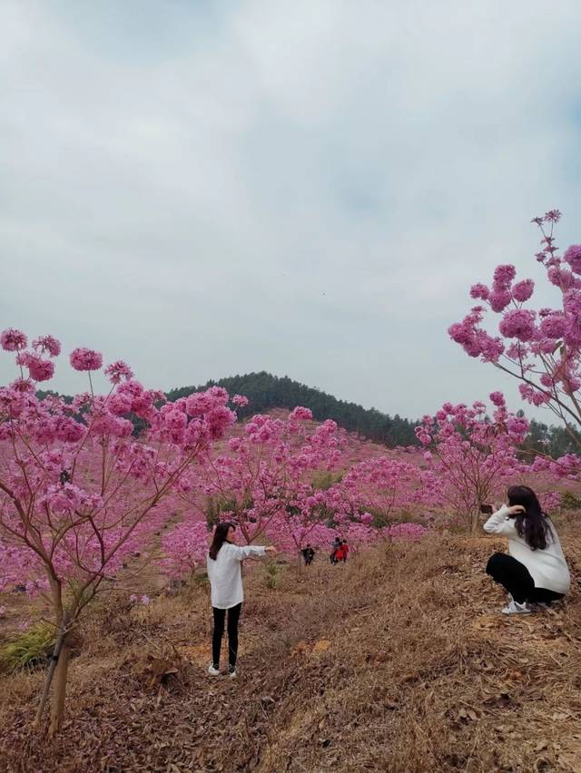 【侨乡幸福年】哇,江门这里有片花海和一个童话村庄,美不胜收