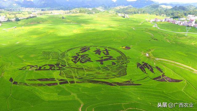 一,2019年广西农业农村工作重要亮点