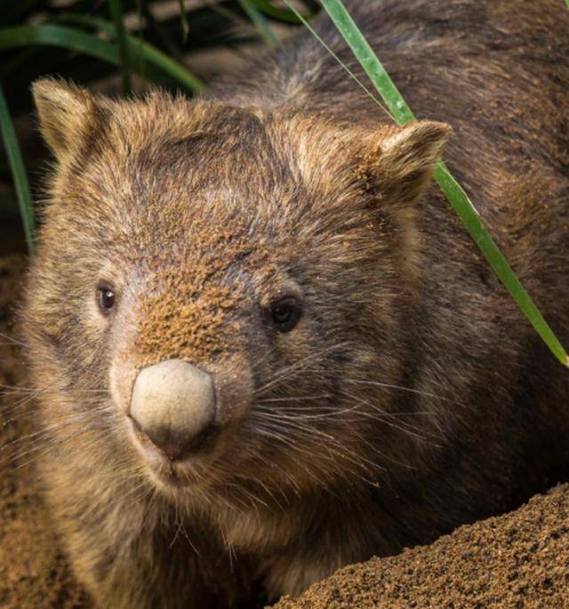 致敬! 澳洲大火, 涌现出最无私动物, 自己挖洞, 
