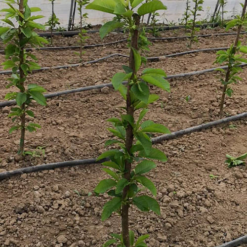 樱桃苗种植新模式矮化密植一根棍种植模式