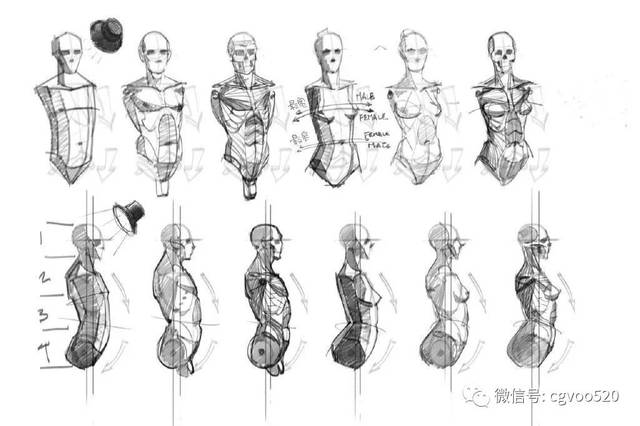 插画参考 | 简单易懂的人体体块结构总结