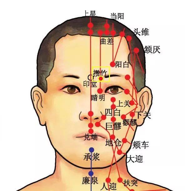 穴位知识 | 十二经脉·足太阳膀胱经之攒竹穴