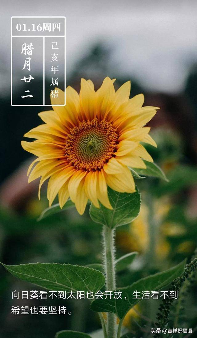 今日日历