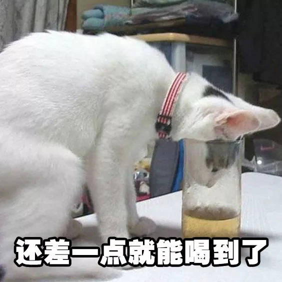 猫猫喝酒表情包