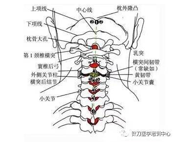 人体颈部前面称颈,后面称