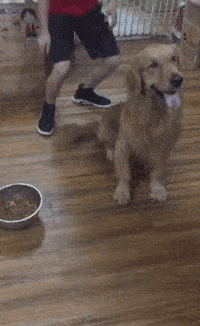 搞笑gif.喝了酒的狗子,跳起舞来还挺有风范!