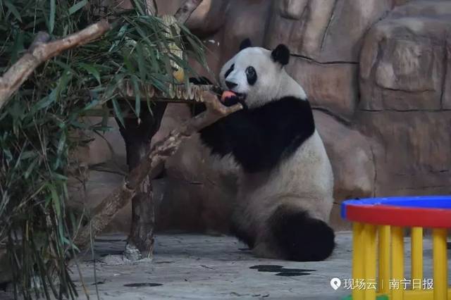 父亲是成都首只旅美归国的明星大熊猫"美兰",母亲是"绩丽"