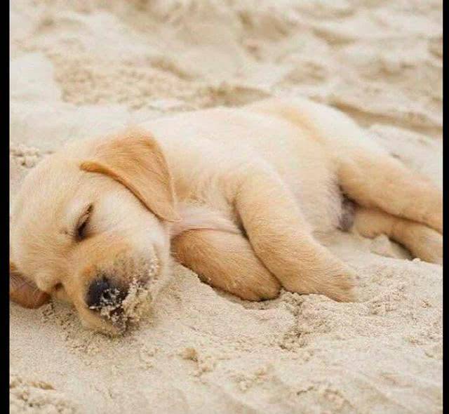 网友带狗狗去海边玩,它还没玩一会就在沙滩上睡着了,累瘫了吗?