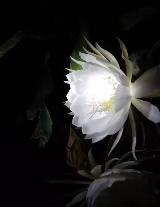 髻中珠,只者是. 如优昙花,时一现尔. 坐断意根,方能侧耳.