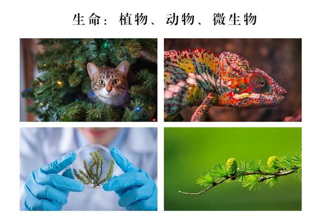 自然界中的生命有3种形式:植物,动物和菌类.