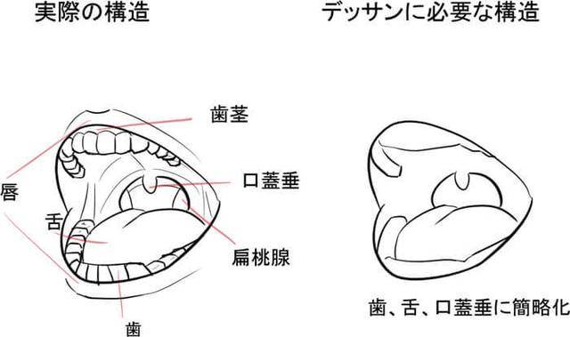 口结构