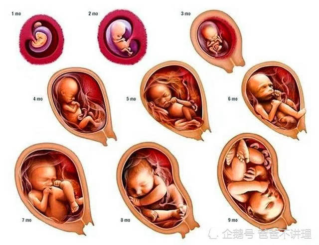怀孕16周胎儿发育什么样子,如果引产,胎儿还能存活下来吗?
