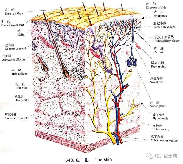 筋膜在人体各系统的分布(运动,神经,皮肤及皮下系统)