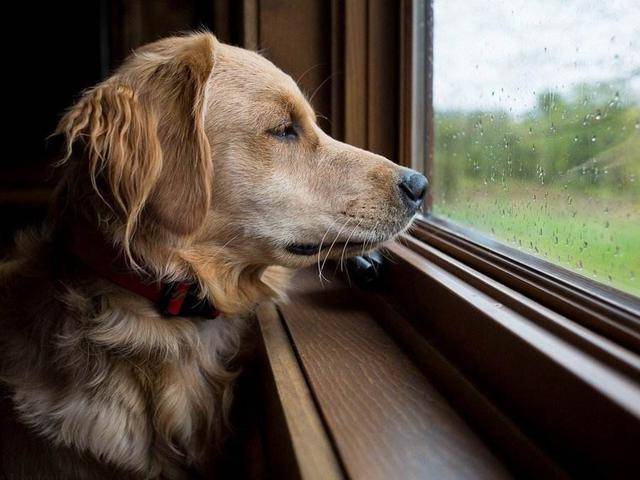 狗狗总是看着窗外,是想出去玩吗?不,很可能是患病了