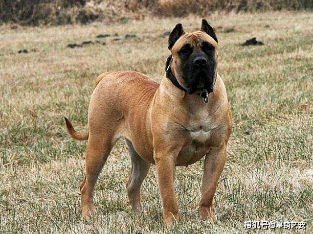 加纳利犬是一种培育出来只为斗犬的一种,所以它们的肌肉非常发达,也很