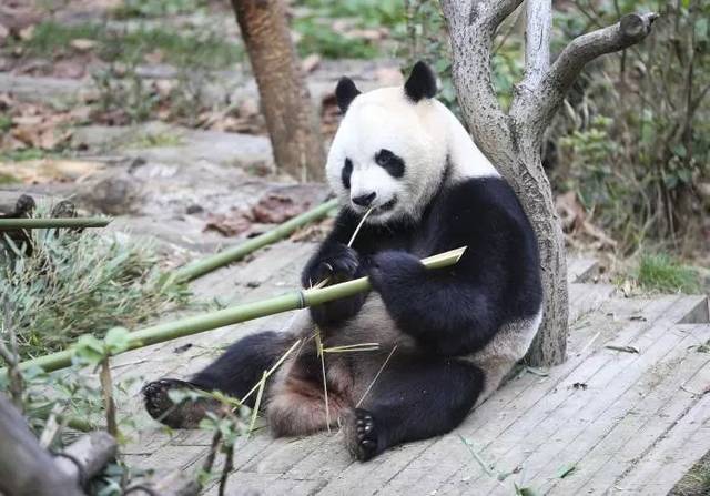 春节期间,黔灵山公园熊猫正常"营业"