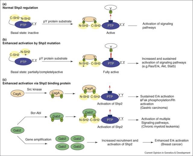shp2的过度活化可以刺激多条信号通路如ras-mapk,akt,stat5等的活化