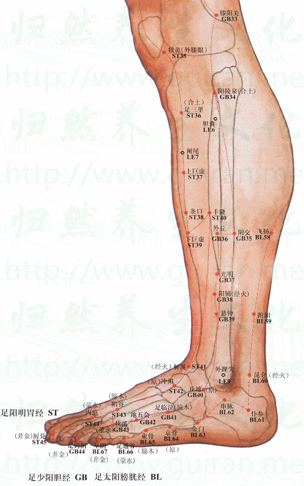 肩周炎:直刺1.3寸,使针感下传至足. 2.膝关节痛,下肢不遂:针法同上.