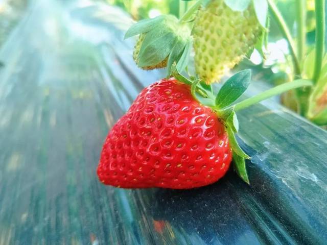 通红通红的草莓, 娇嫩欲滴,晶莹剔透, 颗颗饱满, 每一颗草莓都显得