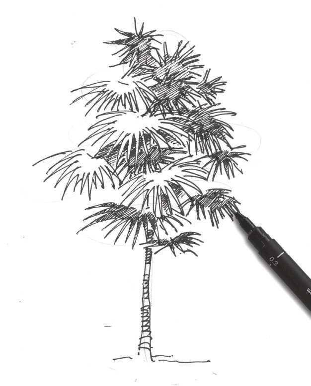 怎么样用速写方式画植物分步骤教你3种常见植物速写画法学习