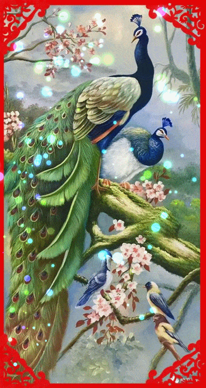 春节到了,送您最美孔雀图,祝你新春好运