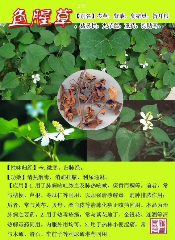 300种常见中草药图谱(含别名,性味归经以及功能主治)
