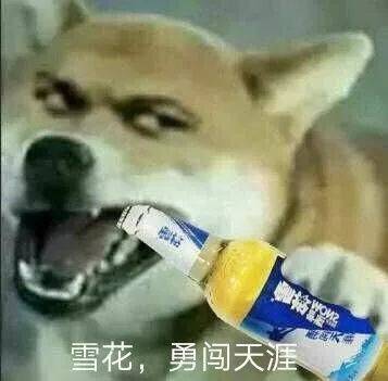 沙雕狗狗表情包来袭,赶紧收起来!