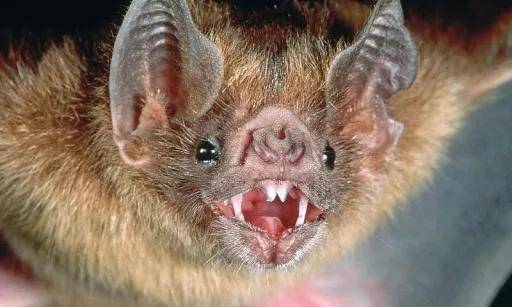 春节科普-地球上最恐怖的毒王,多少病毒在