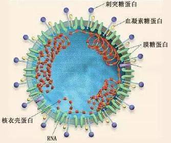 冠状病毒结构示意图 冠状病毒的结构关注这样几点