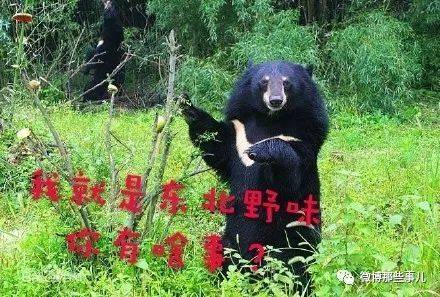在东北, 熊瞎子枪都打不透别提人了