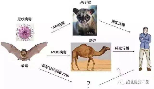 野味:常见野生动物均携带10种以上传染病毒