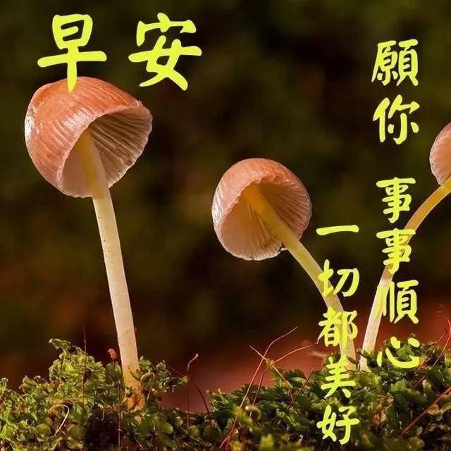 祝福长长久久,天天开开心心,祝你平平安安,早安