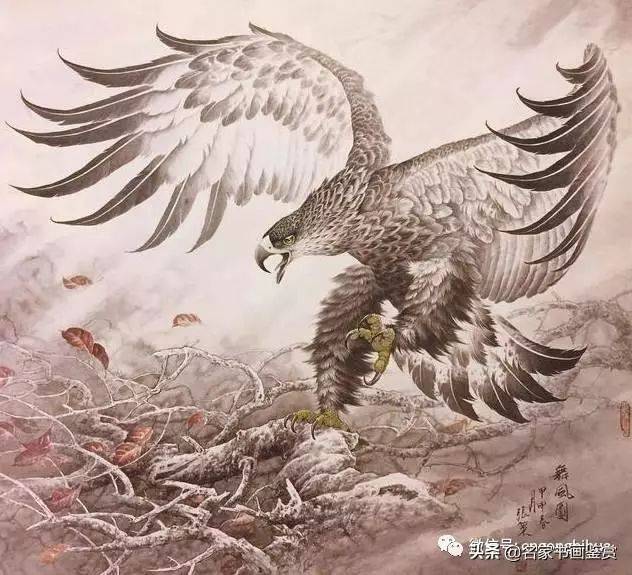 手把手教你画鹰方法,零基础也能画出展翅雄鹰