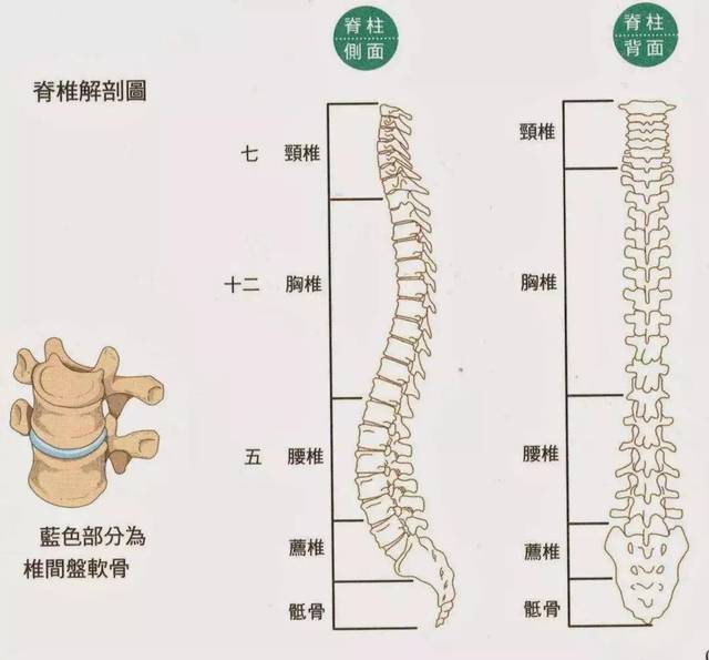 什么是健康颈椎该有的生理曲度,你颈椎还健康吗?