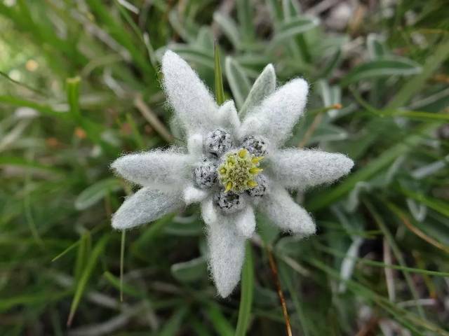 阿尔卑斯山的雪绒花/火绒草(edelweiss)看起来就像冬日的雪花一般洁白