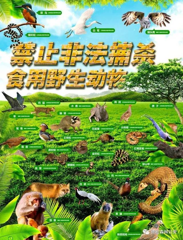 德宏森警提示:禁止猎杀,买卖,食用野生动物