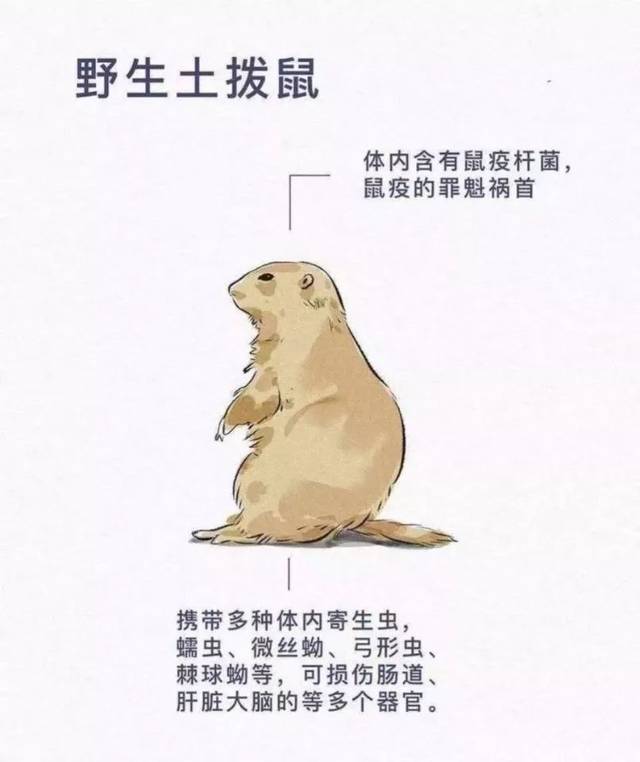 德宏森警提示:禁止猎杀,买卖,食用野生动物