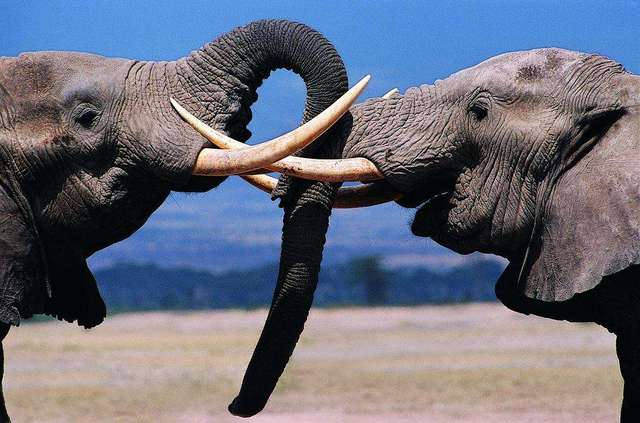 世界上"最大"的大象,体重高达13.5吨,相当于9量汽车!