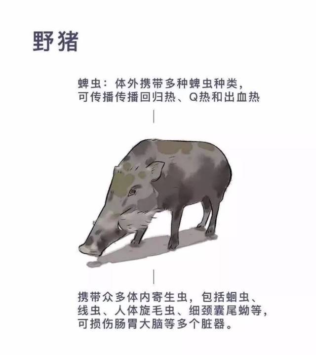 德宏森警提示:禁止猎杀,买卖,食用野生动物