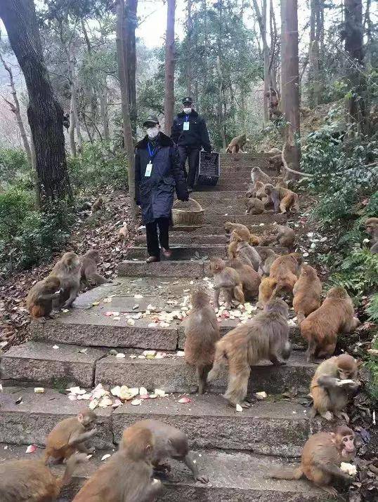 辟谣——黔灵山猴子饿了5天?网传上百只猴子聚集到路