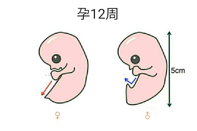 原创怀孕3个月胎儿变化大:nt图能看胎儿性别?别说,还真有些门道