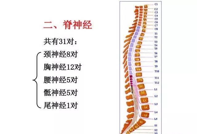 三十一对脊神经走形与支配图解