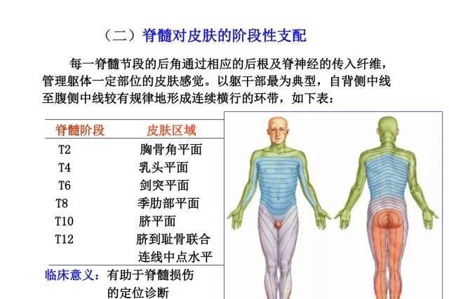 三十一对脊神经走形与支配图解