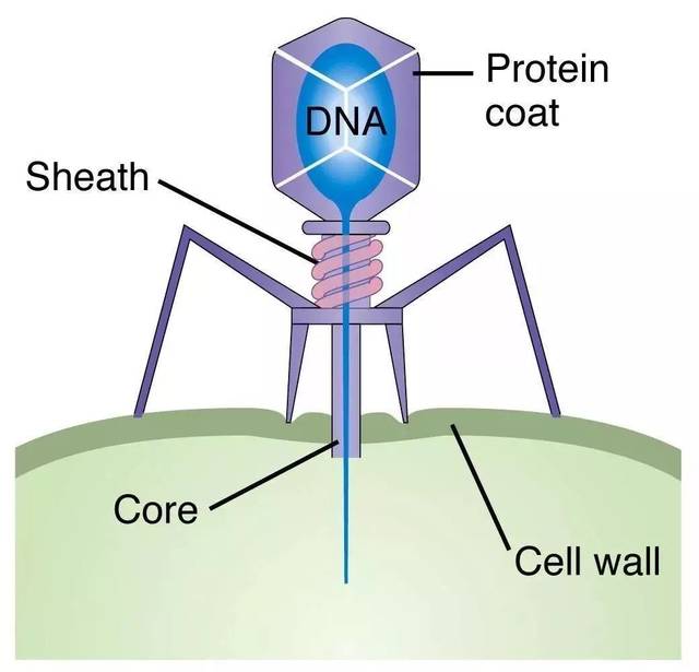 它叫 噬菌体,从它的名字就能猜出来,它是专门侵袭细菌的病毒.