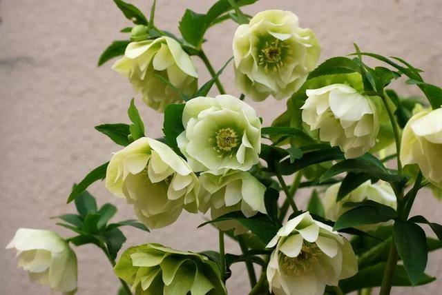 圣诞玫瑰(helleborus)的植物学