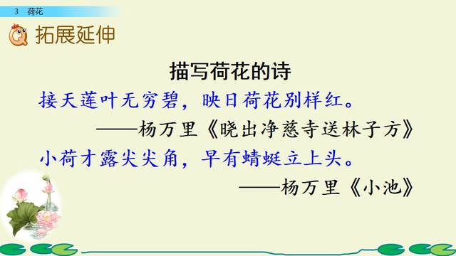 部编版语文三年级下册第3课《荷花》图文讲解 知识点梳理
