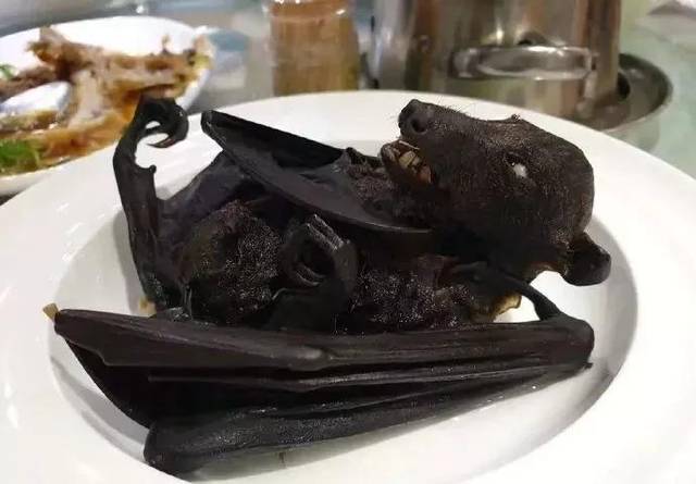 不作就不会死,吃蝙蝠你想补什么?