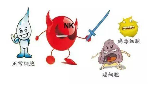 nk细胞——抵御新型冠状病毒的第一道防线