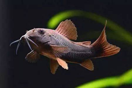 corydoradinae)中aspidoras(拟甲鲶属,简称a属,brochis(弓背鲶属