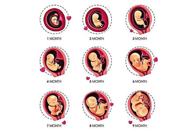 原创十月怀胎有多辛苦,10张图带你了解"孕育全过程,生命好神奇